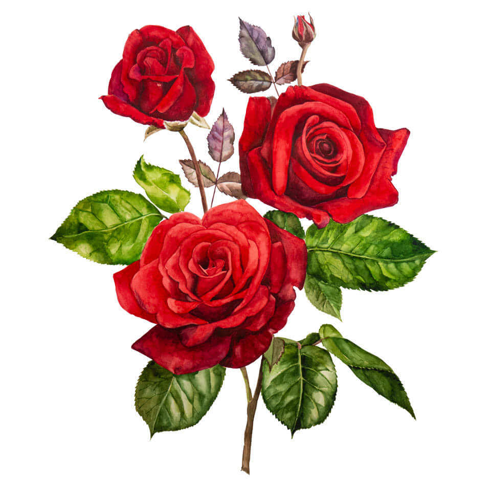 Róża 'Crimson Bouquet'